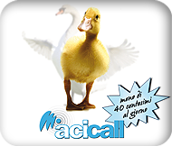 AUTO SAFETY - ACICALL®
